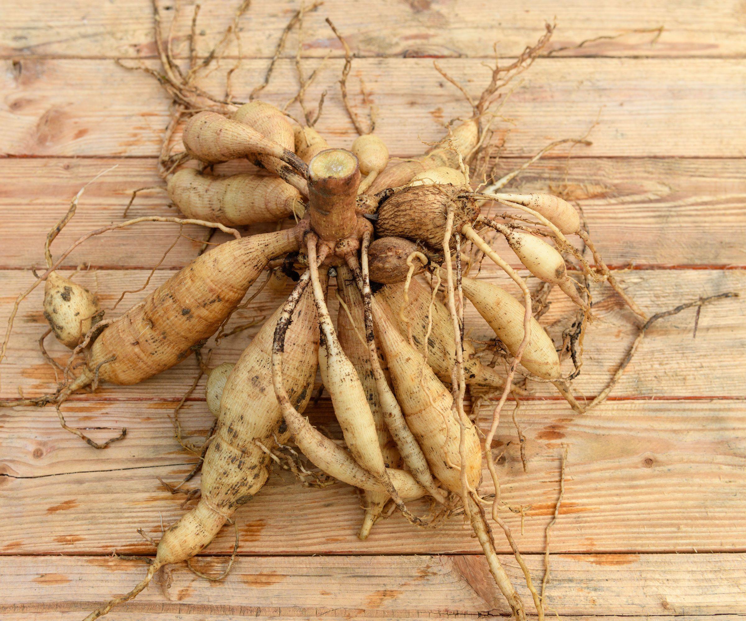 dahlia tubers dry and sitting on wooden table