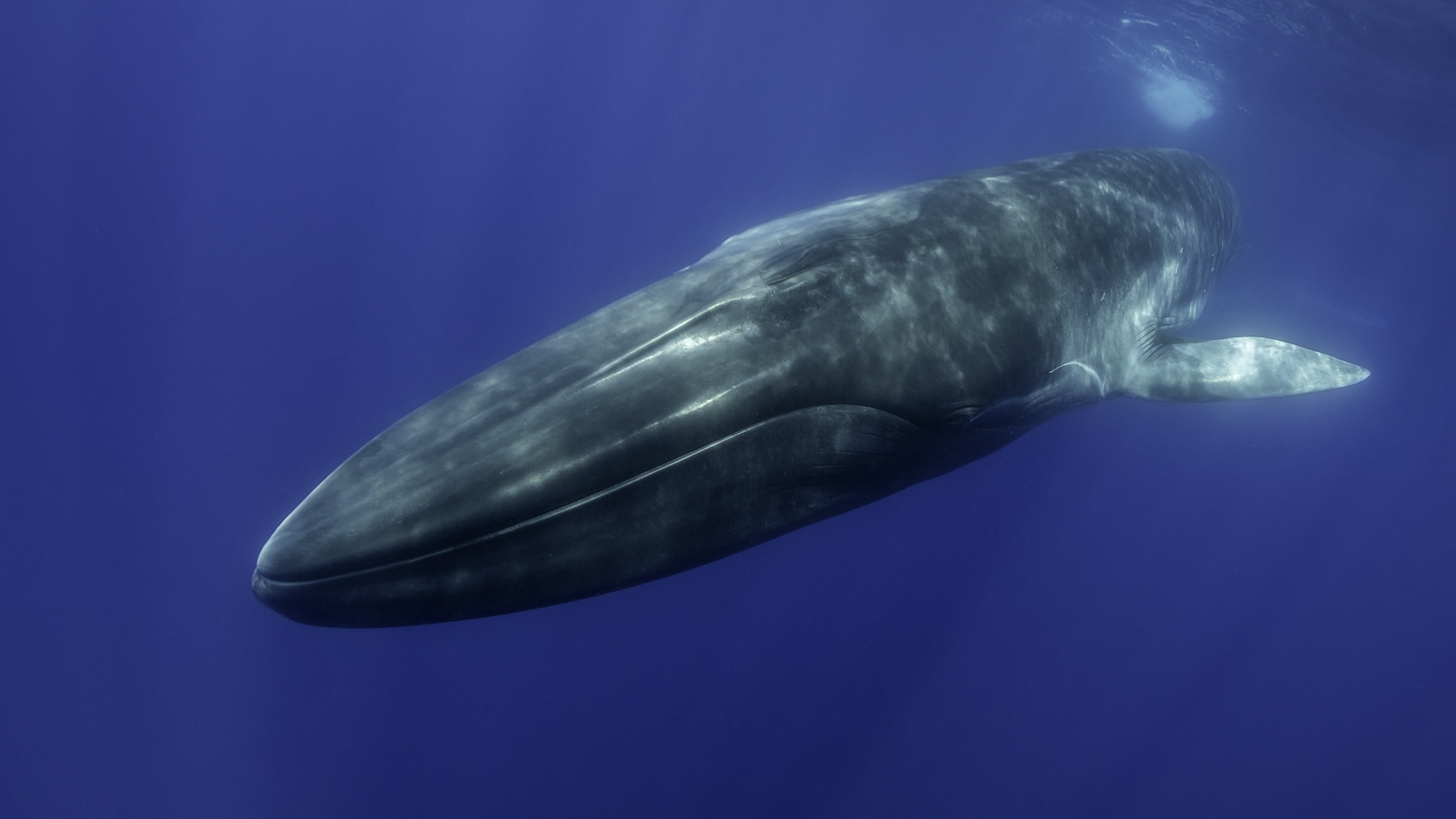 a swimming fin whale