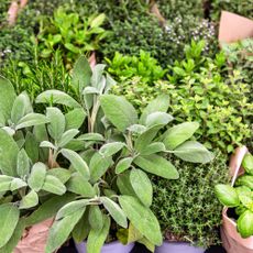 Assortment of fresh aromatic herbs: basil, sage, thyme, rosemary, and oregano in kraft paper pots, perfect for cooking and gardening