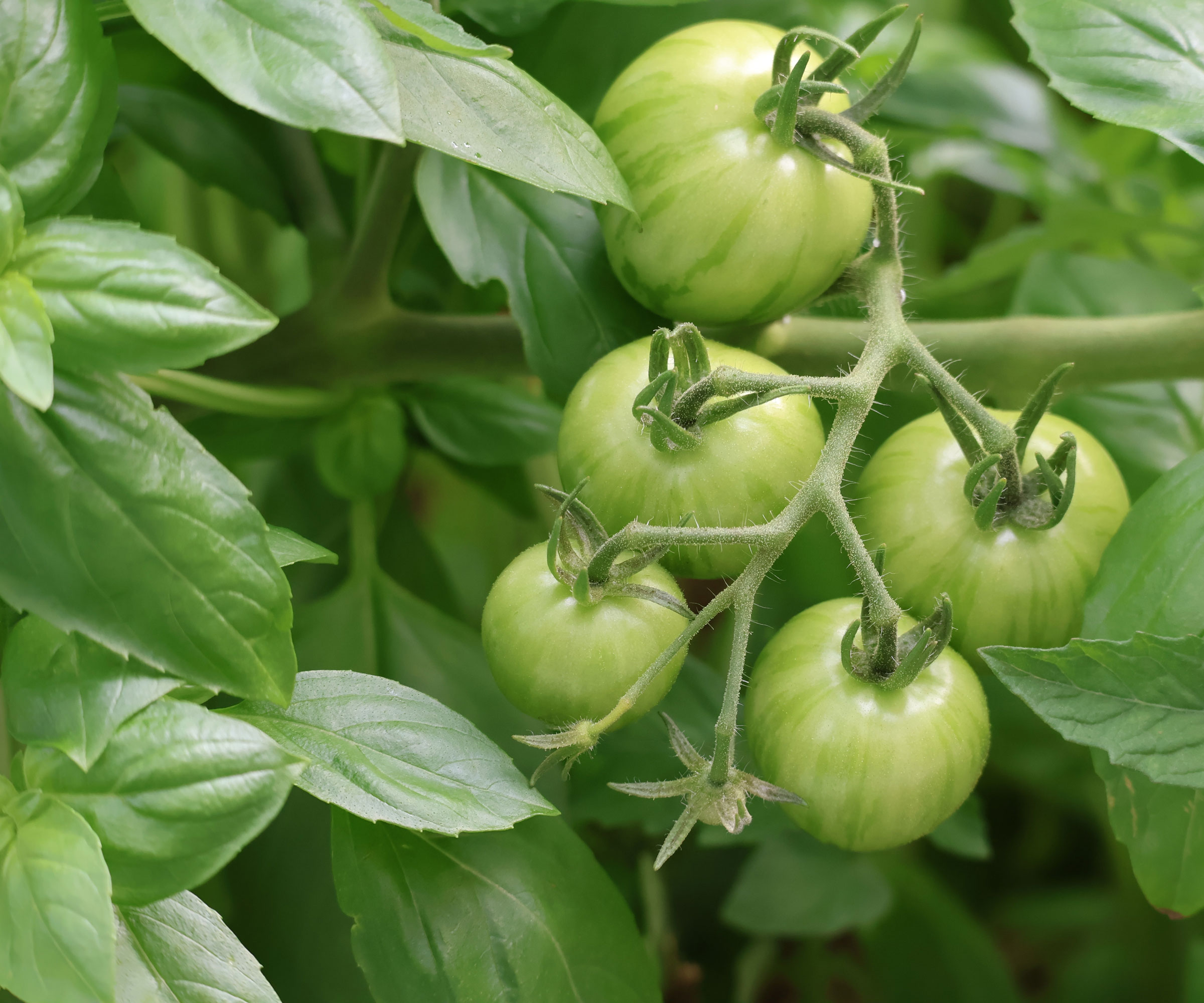 tomato and basil plants growing together showing green tomato fruits