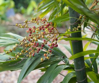 cardamon pods on plant