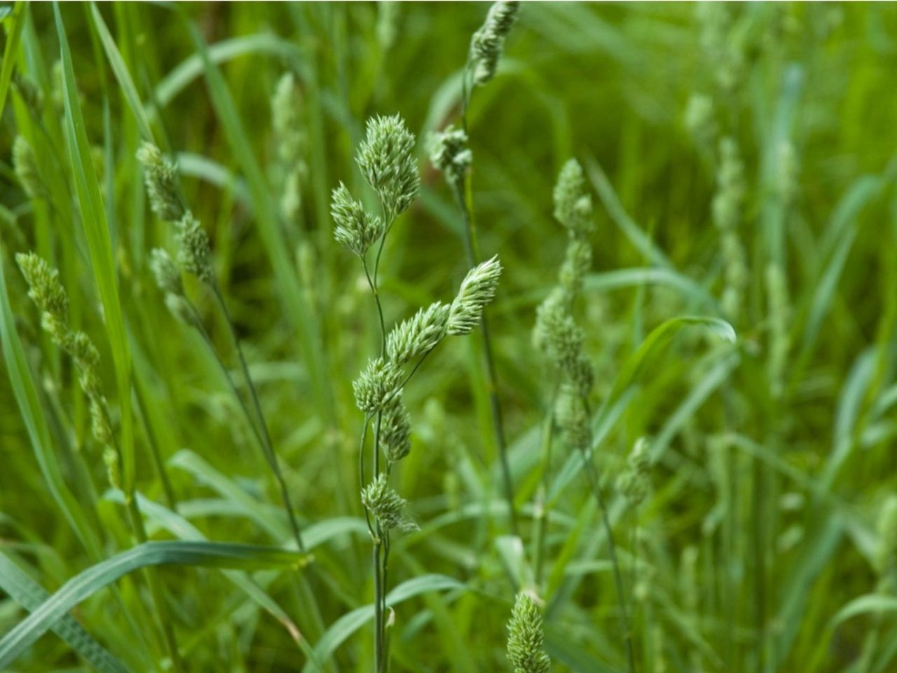 Orchardgrass