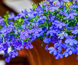 blue lobelia in bloom