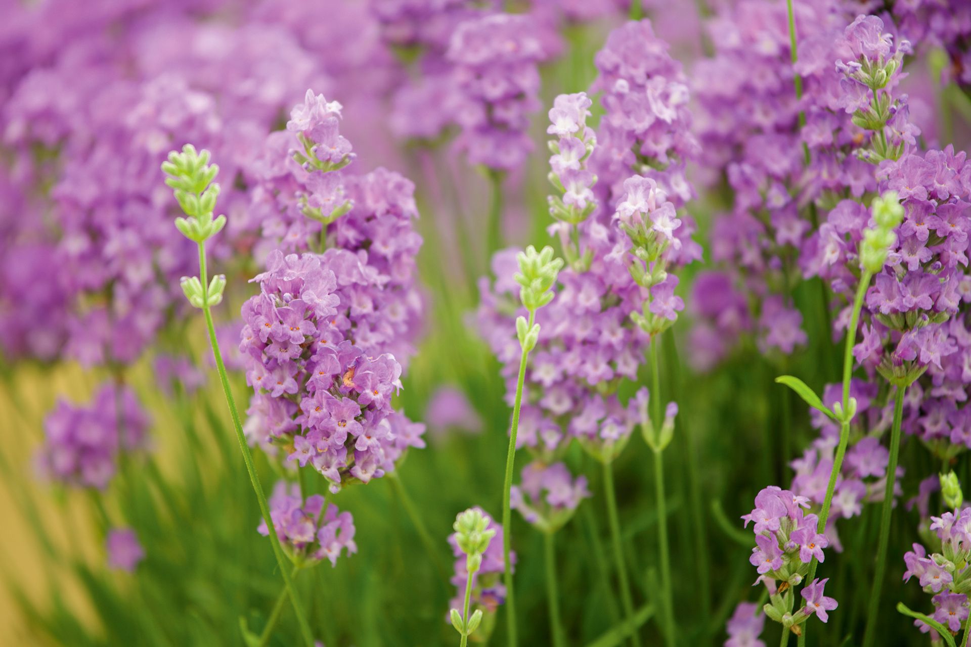 What smells do ants hate? 7 plants to repel ants Homes & Gardens