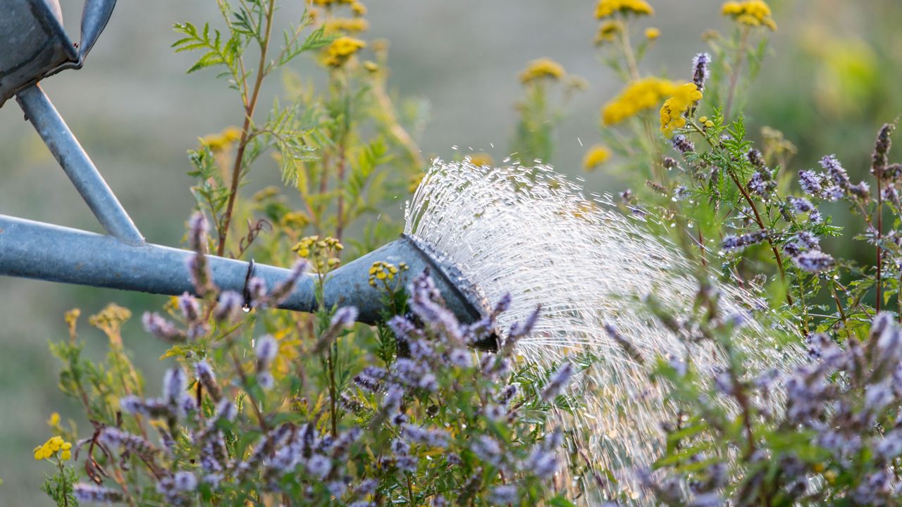 when is the best time to water plants