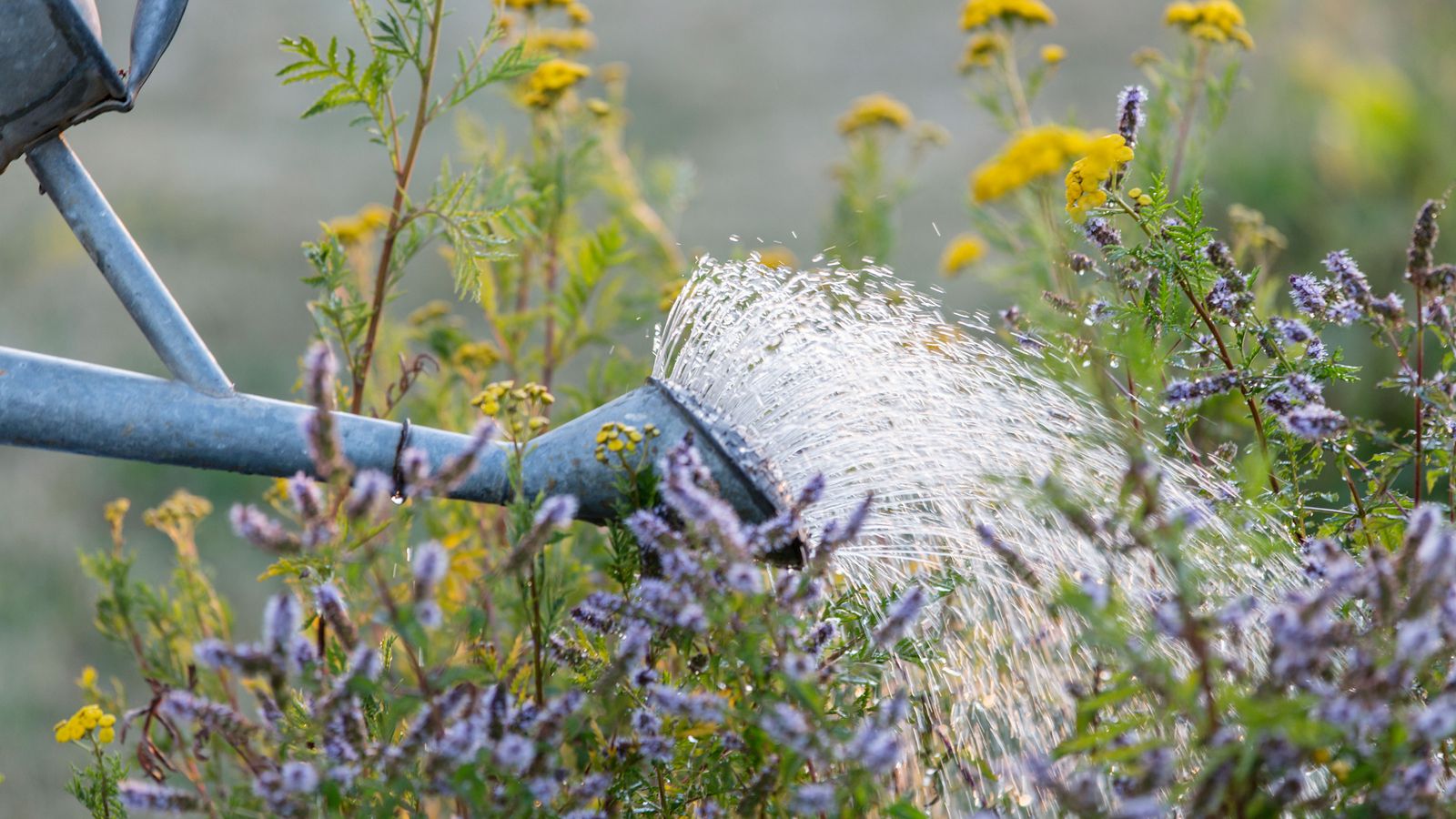 When is the best time to water plants? Expert tips on watering your