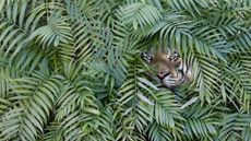 A tiger's face is visible through greenery.