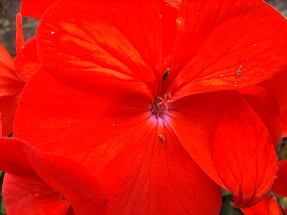 A macro image of a red flower, taken with the Xiaomi 12T Pro