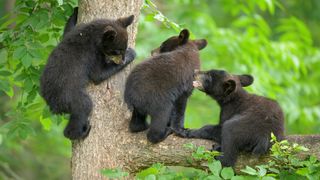 Three black bear cubs in tree