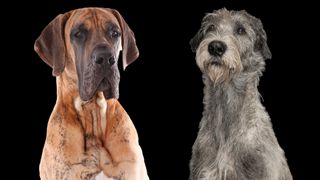 Great Dane vs Irish Wolfhound on black background