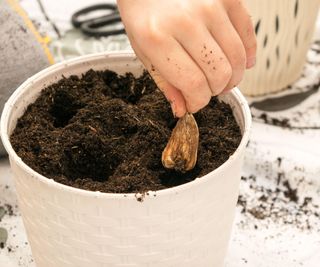 The process of planting freesia flower bulbs in a white pot