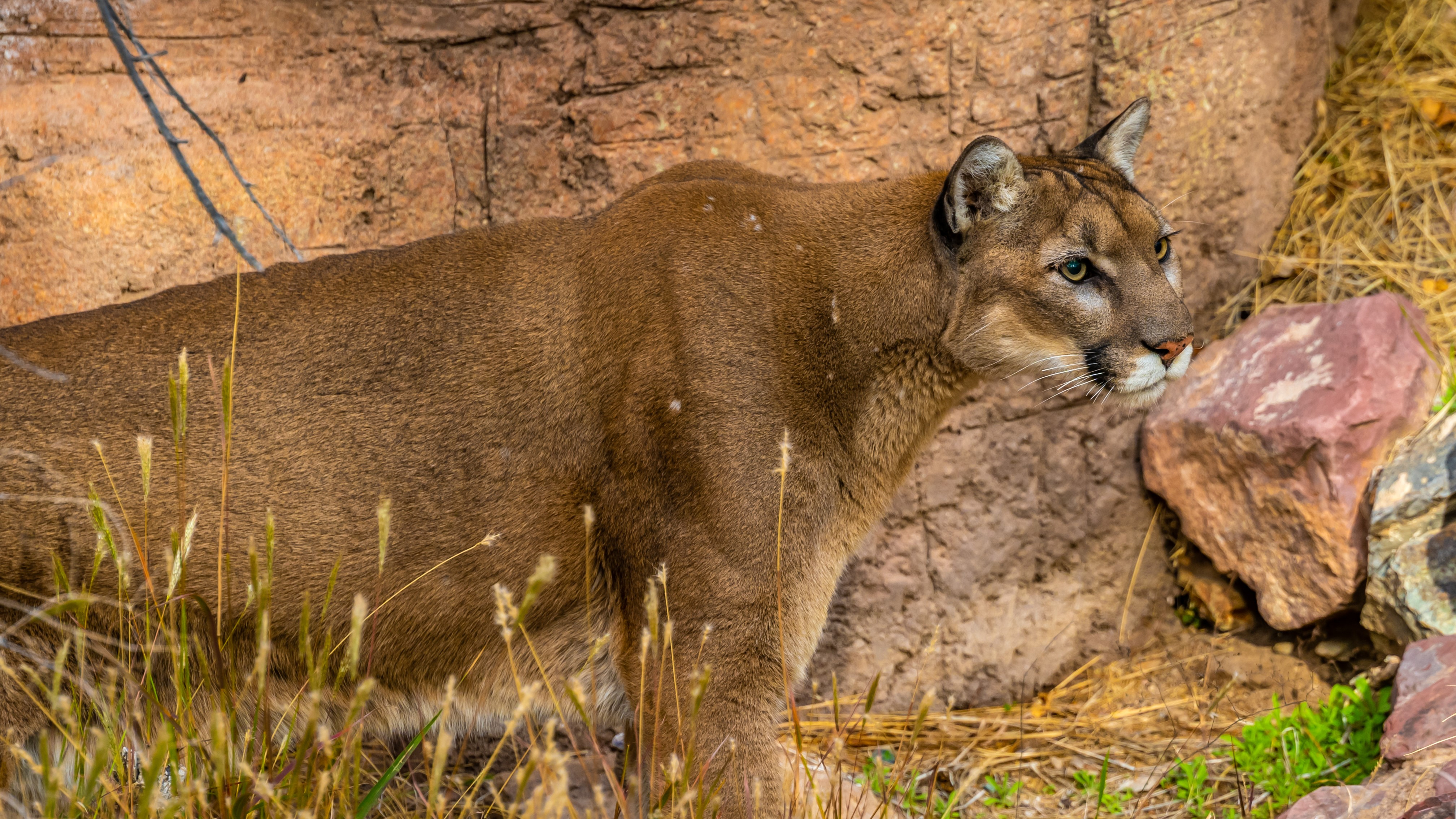 Mountain lion in Tucson, Arizona