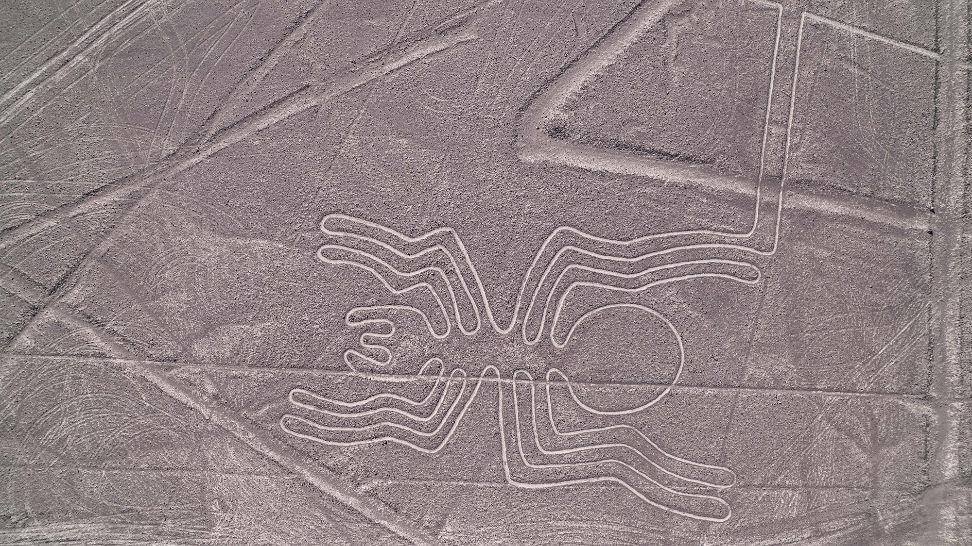 A spider is drawn into the landscape