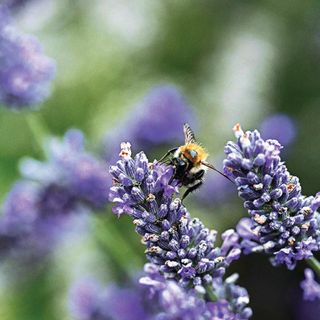 A bee collecting pollen from a lavender plant