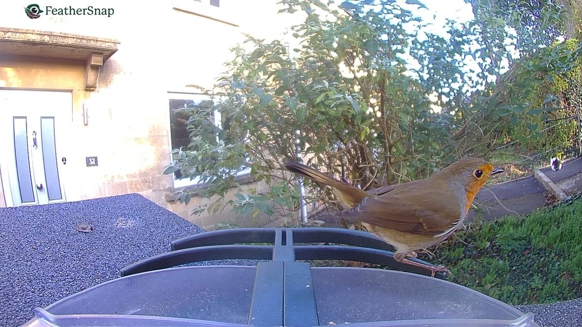 Sample images from the FeatherSnap Scout bird feeder