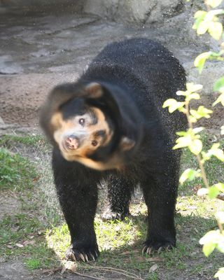 The spectacled bear (tremarctos ornatus) gets its name from the white markings around its eyes, which resemble glasses. Also known as the Andean bear, it is the only species that lives in South America, where they are distributed throughout the Andes in Venezuela, Columbia, and the coastal foothills of Ecuador, Peru and Bolivia. Their long claws allow them to climb trees, where they often spend their days sleeping away in tree nests that they constructed.