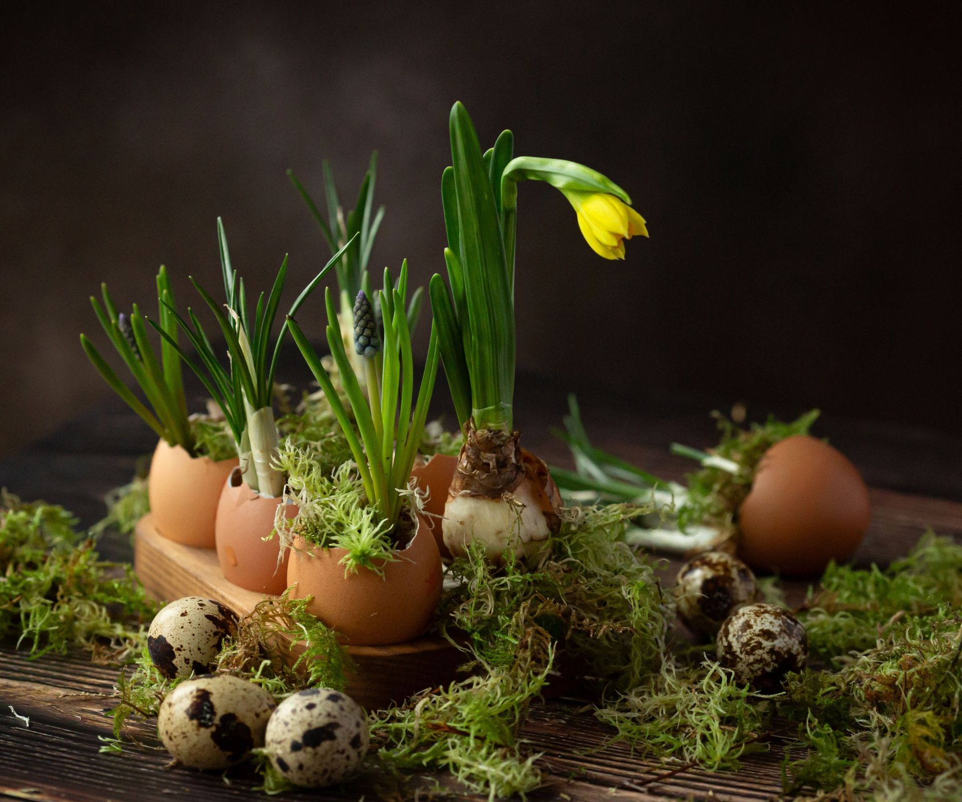 Easter eggs with spring flowers in the green grass. Muscari, daffodils, snowdrops in egg shells surrounded by green moss