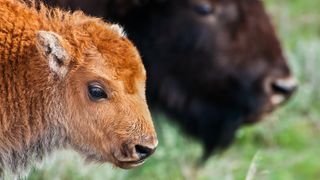 Bison calf and parent at Yellowstone National Park, Wyoming, USA