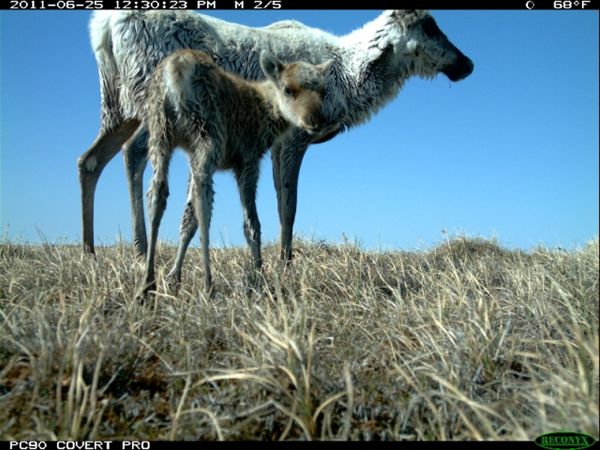 Caribou mom and calf, camera trap