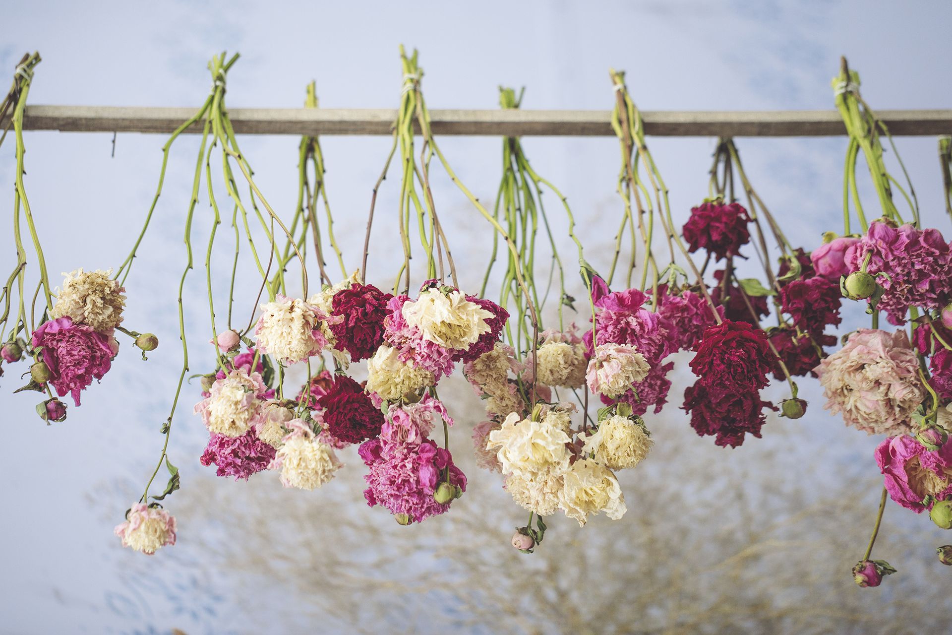 Hanging dried peonies