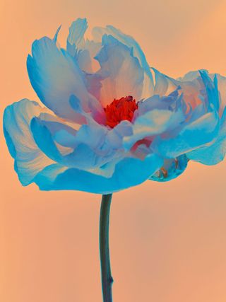 Image of a blue and red flower against a peach background