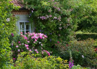 climbing roses on traditional style house