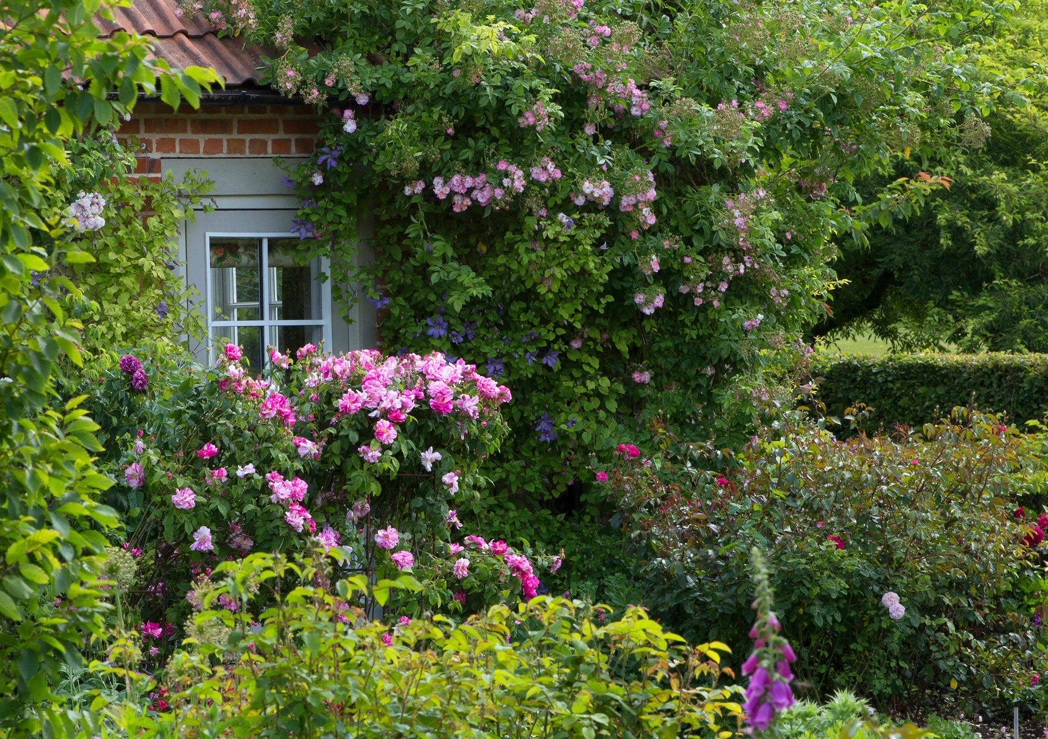 climbing roses on traditional style house