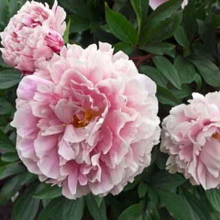 Outsidepride Peony Pale Rose - 10000 Seeds