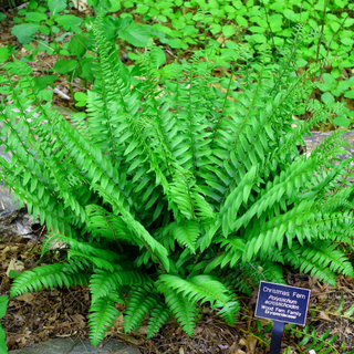 Christmas Fern - Polystichum acrostichoides - Shade Loving- 2 Top Size Roots