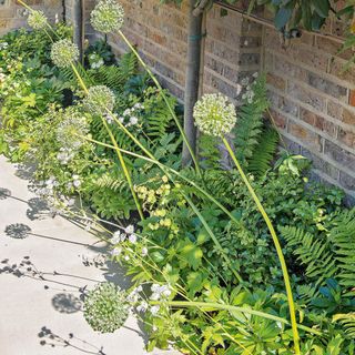 White alliums in garden with assorted foliage in back garden with brick wall