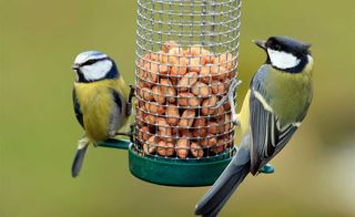 Feed-birds-in-your-garden-during-the-winter-months