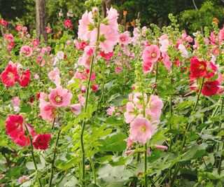 hollyhocks in mixed shades in cottage garden display