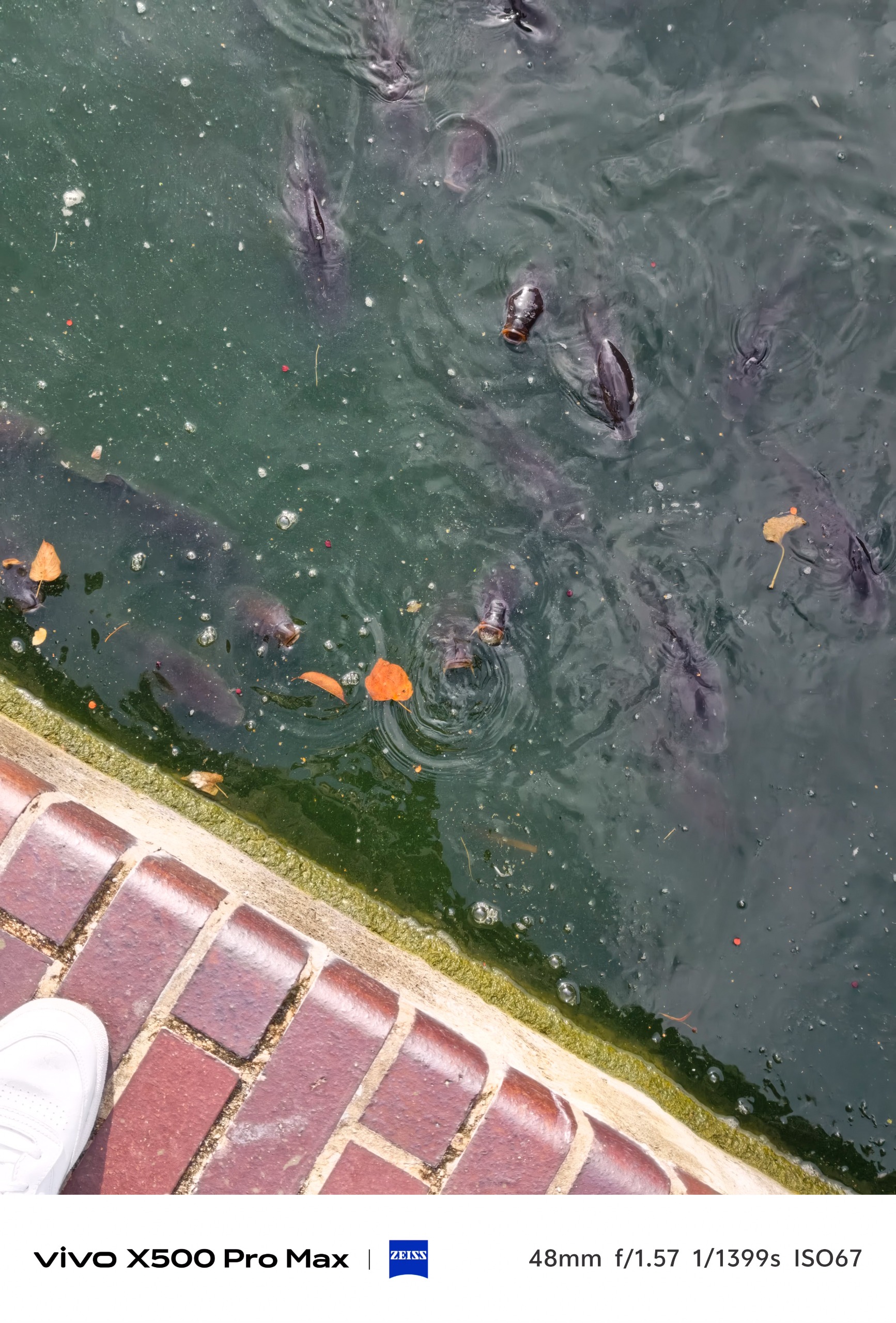 Dark fish swimming near the surface of a green pond beside a brick edge.