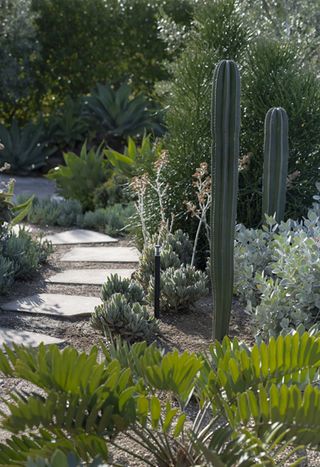 Cactus garden with pathway running through
