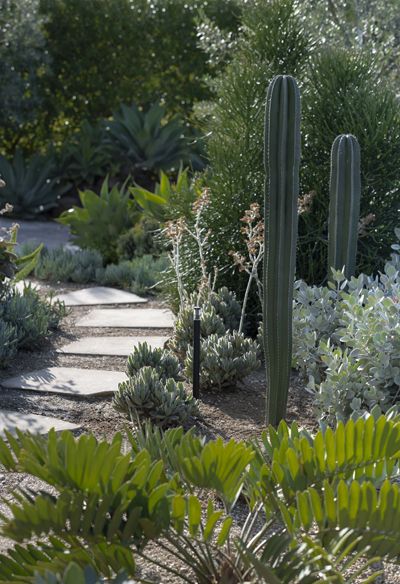 9 cactus garden ideas for sustainable backyards | Livingetc