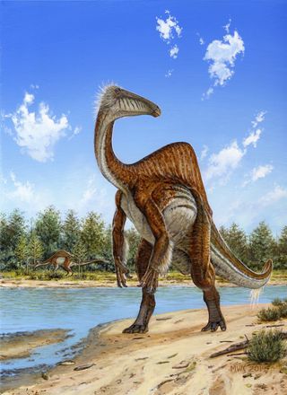 The ostrichlike dinosaur Deinocheirus mirificus lived about 70 million years ago in what is now Mongolia. The odd creature had stubby toes that would have helped it tramp through muddy river bottoms looking for fish.
