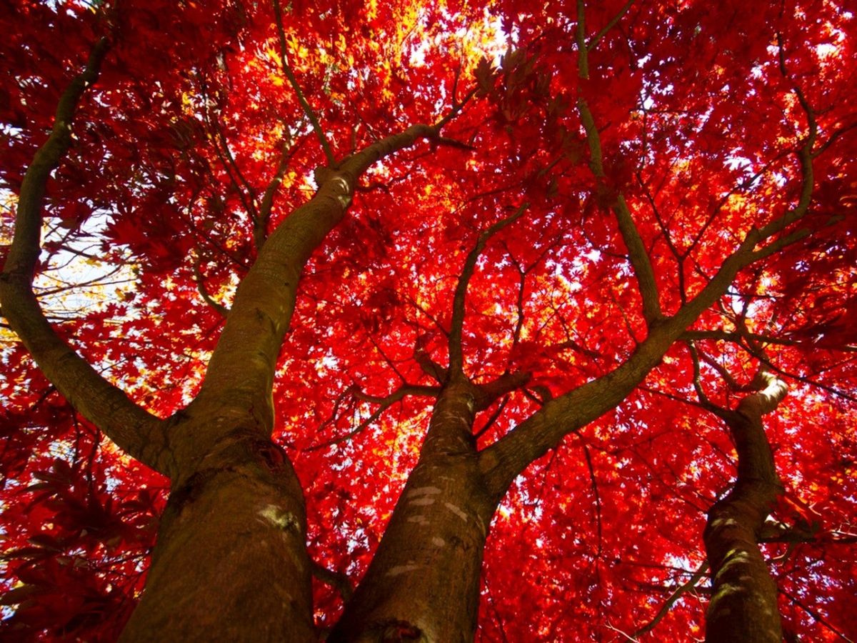 Top 10 Autumn Color Trees: The Best Fall Foliage Trees | Gardening Know How