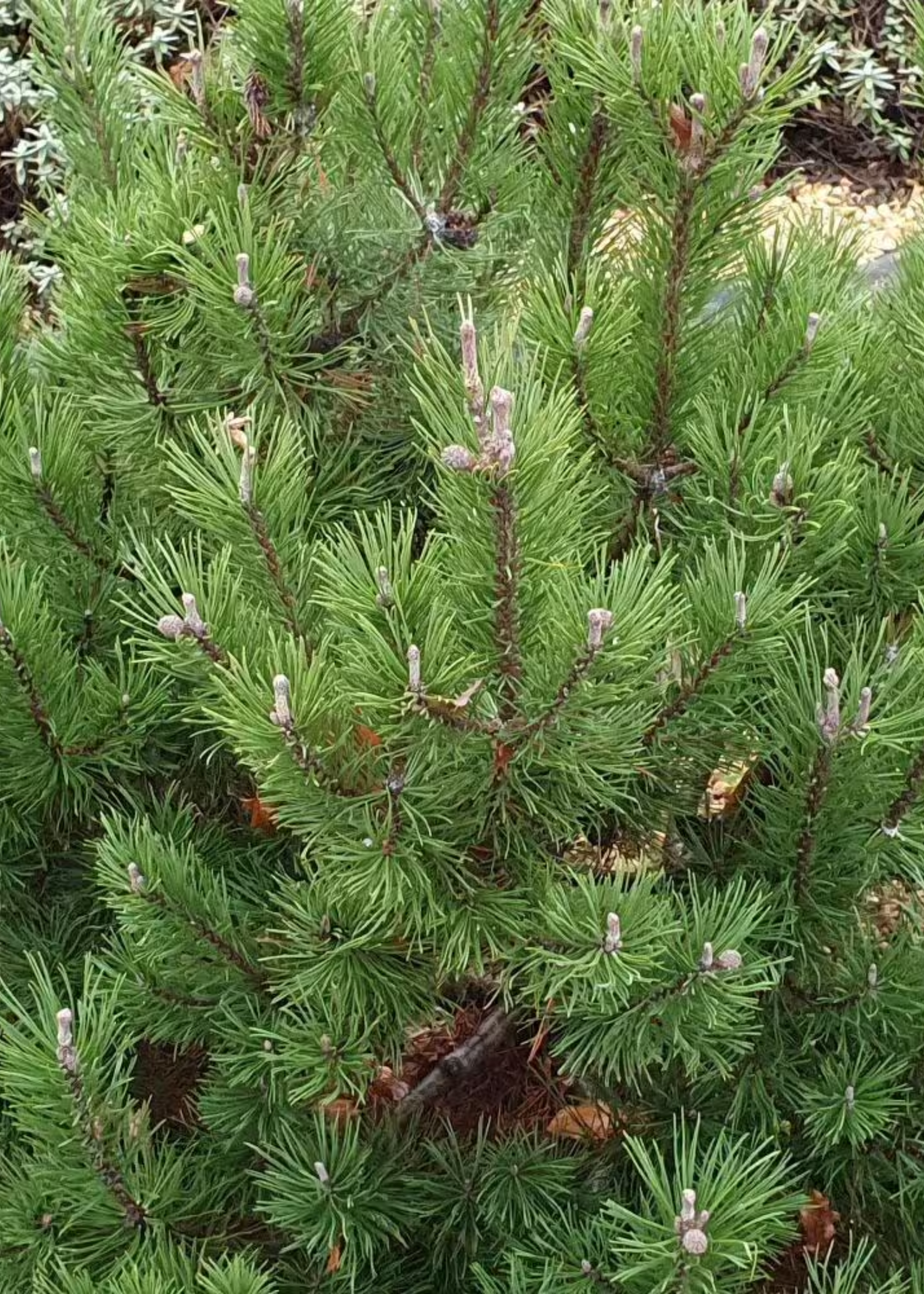 A close-up of a pine tree