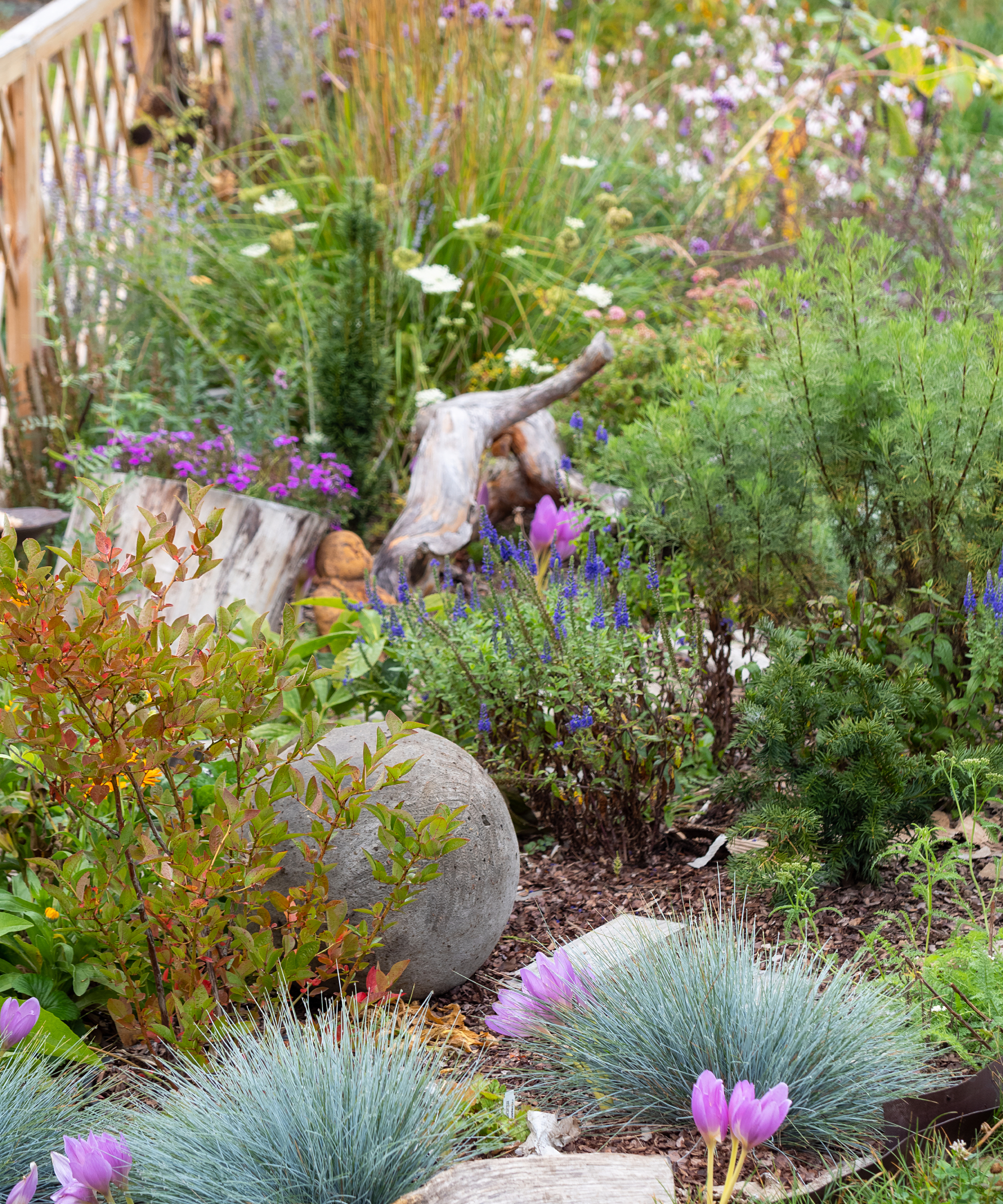 Blue fescue grasses in foreground of pollinator garden
