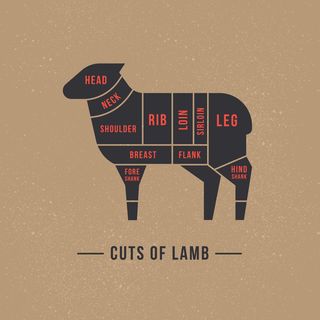 Illustration of cuts of lamb