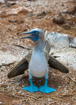 Blue-footed booby.