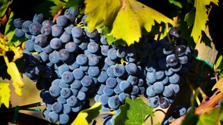 Brunello di Montalcino wine grapes