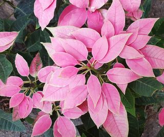 pink poinsettia J'Adore in full bloom