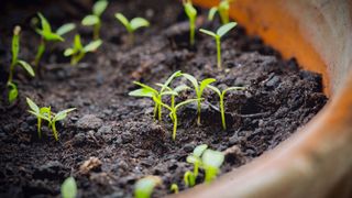 picture of seedlings growing in terracotta pot