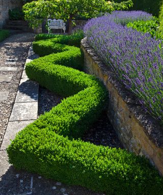 zigzag topiary hedge and lavender hedge