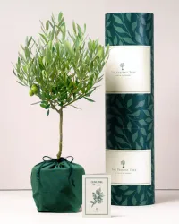 18. Olive Tree