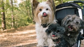 Three dogs in stroller