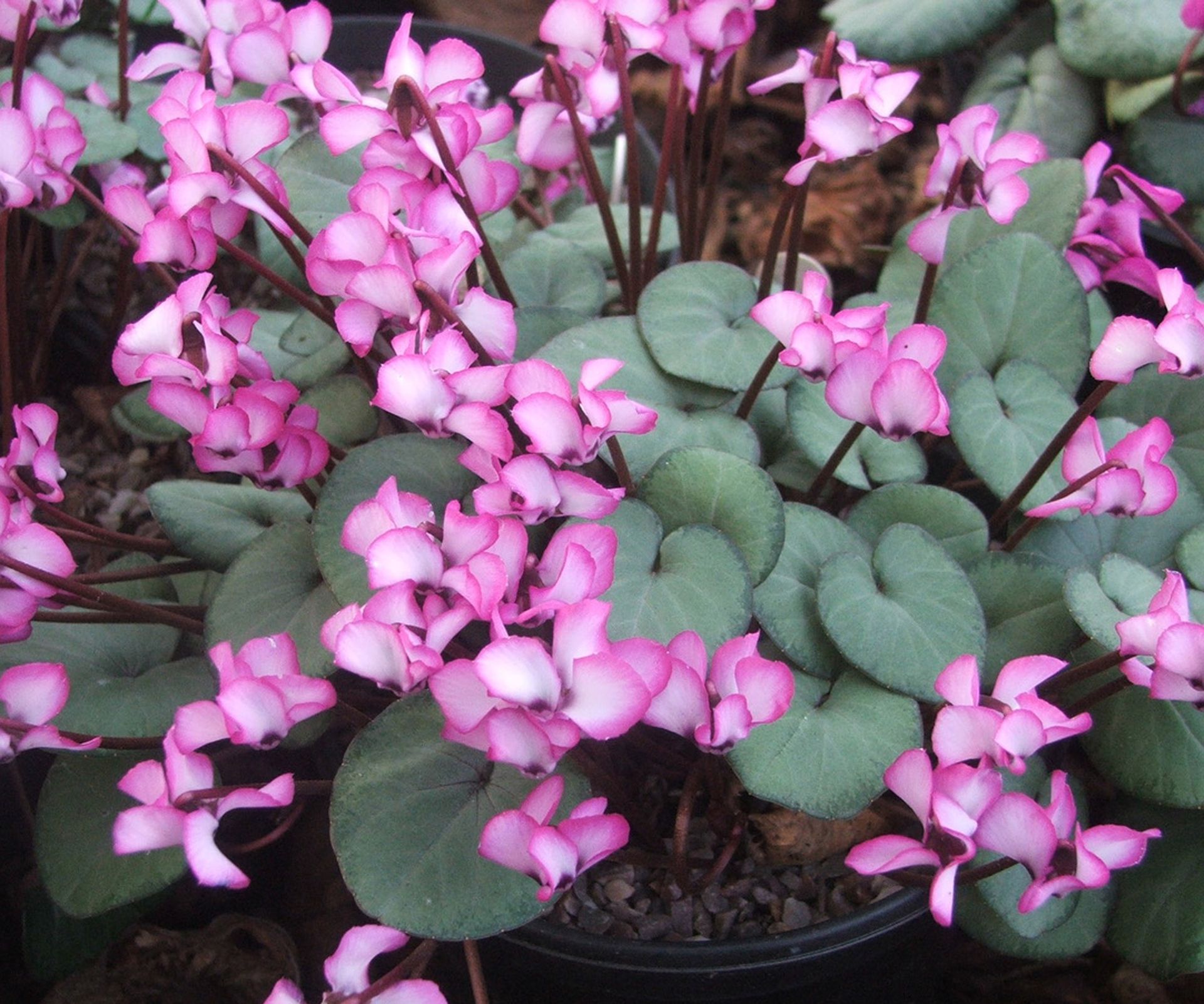 Types of cyclamen 12 varieties for color in spring and fall Homes