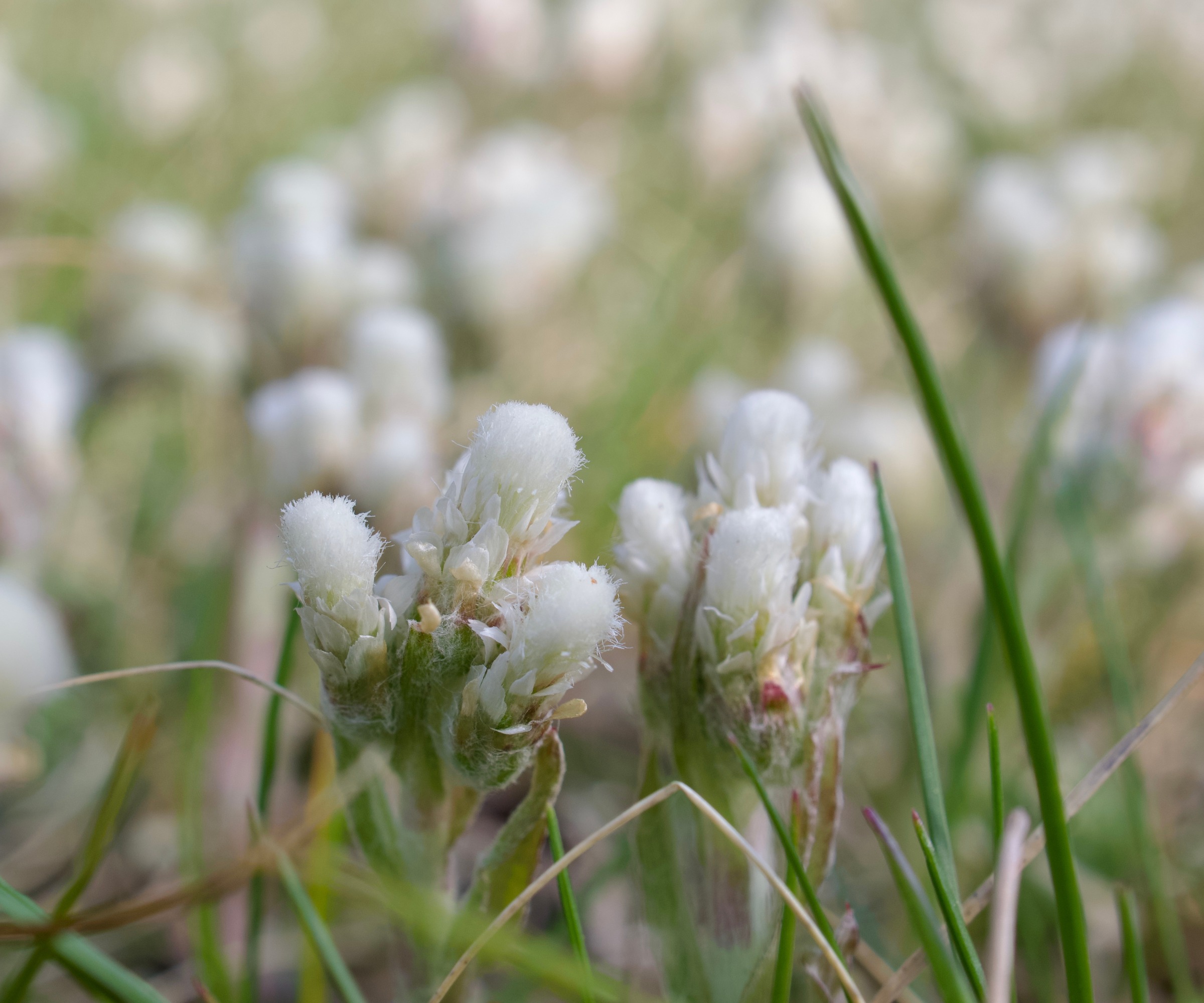 Close up of Antennaria Sp. white wildflowers