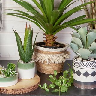 potted plants with geometric and basket pot